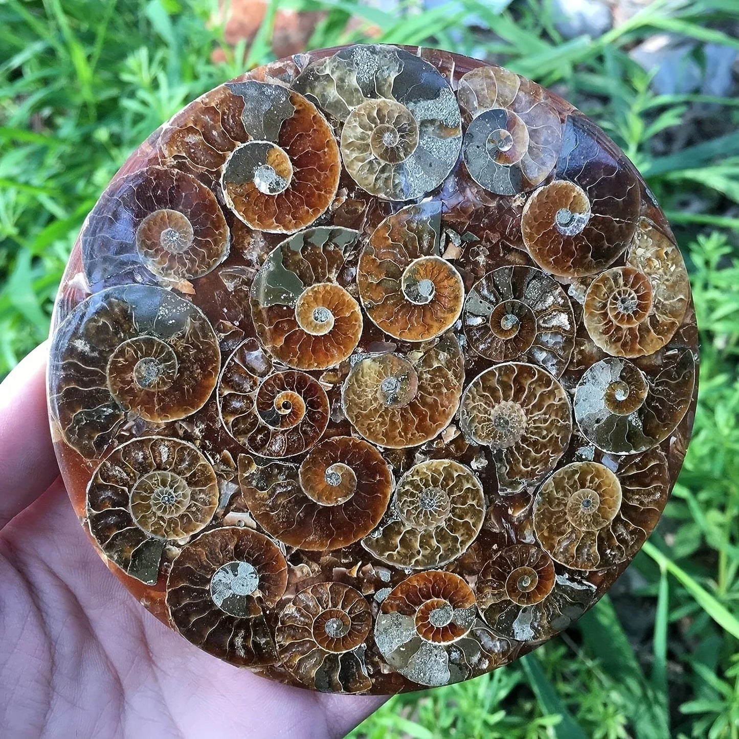 Ammonite discs, perfect home décor and aura healing, crystal crafts meditation photo props, home décor stones, holiday gifts