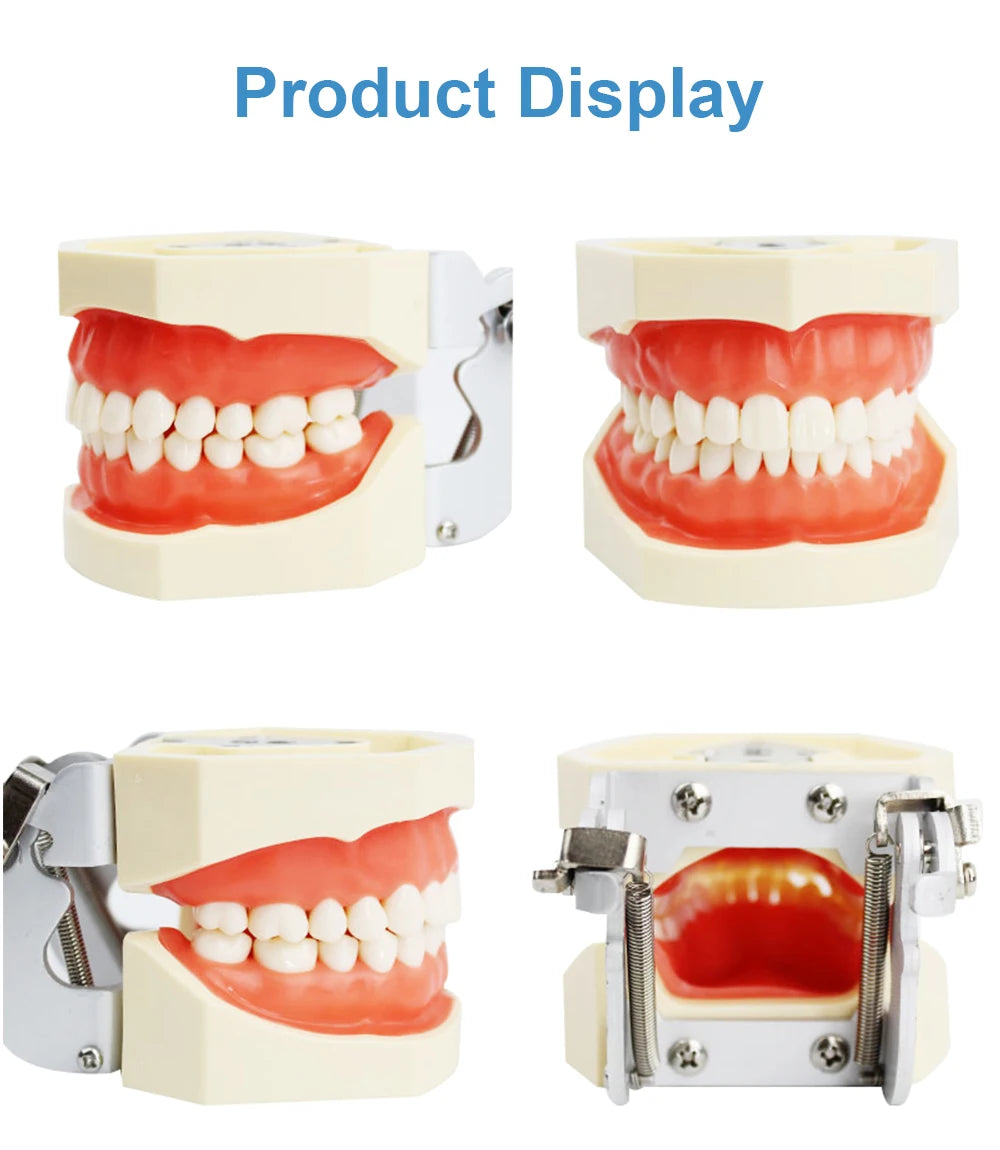 28/32 Dental Teeth Model For Dental Technician Practice Training Studyting Dentistry Typodont Models With Removable Tooth