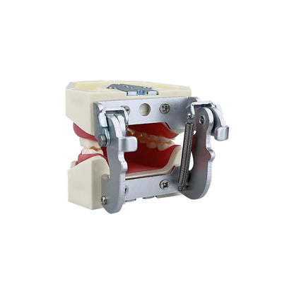 Dental Teaching Model Teeth Typodont With 28pcs Removable Teeth Dentistry Dentist Education Training Practice Demonstration Tool