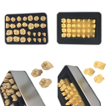 41 Styles Dental Model Teeth Teaching Model Dentist Typodont Orthodontic Jaw Model For Studying   Dentistry Products Accessories