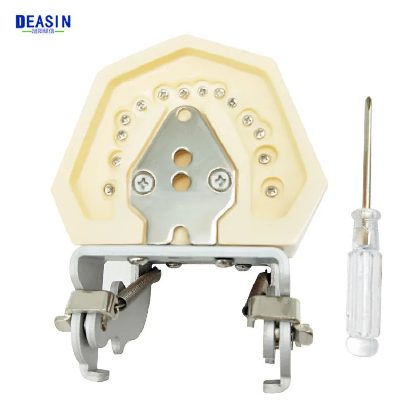 28/32 Dental Teeth Model For Dental Technician Practice Training Studyting Dentistry Typodont Models With Removable Tooth