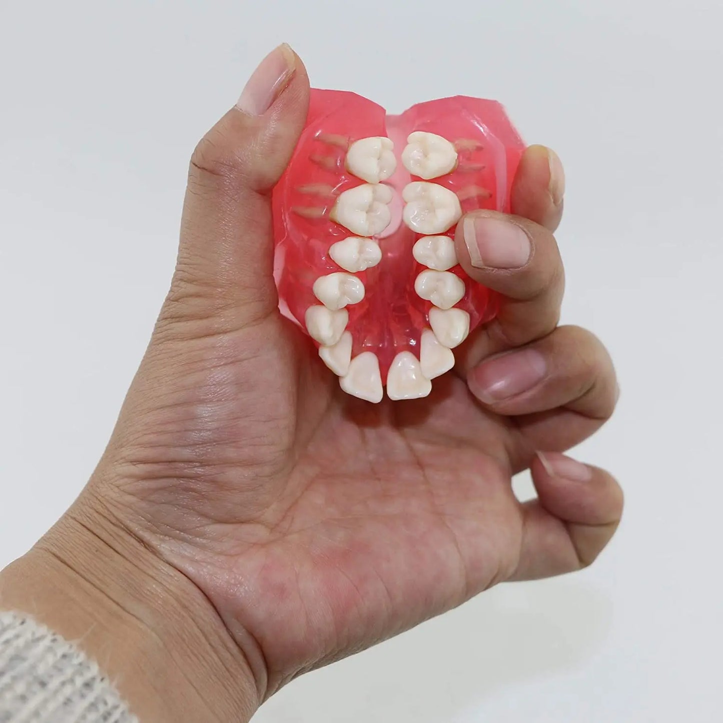 Dental Standard Typodont  Model Soft Gum  With 28 Removable Teeth Adult for Study Demo Teaching