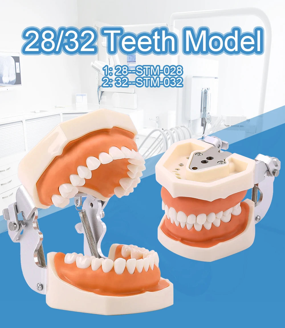 28/32 Dental Teeth Model For Dental Technician Practice Training Studyting Dentistry Typodont Models With Removable Tooth