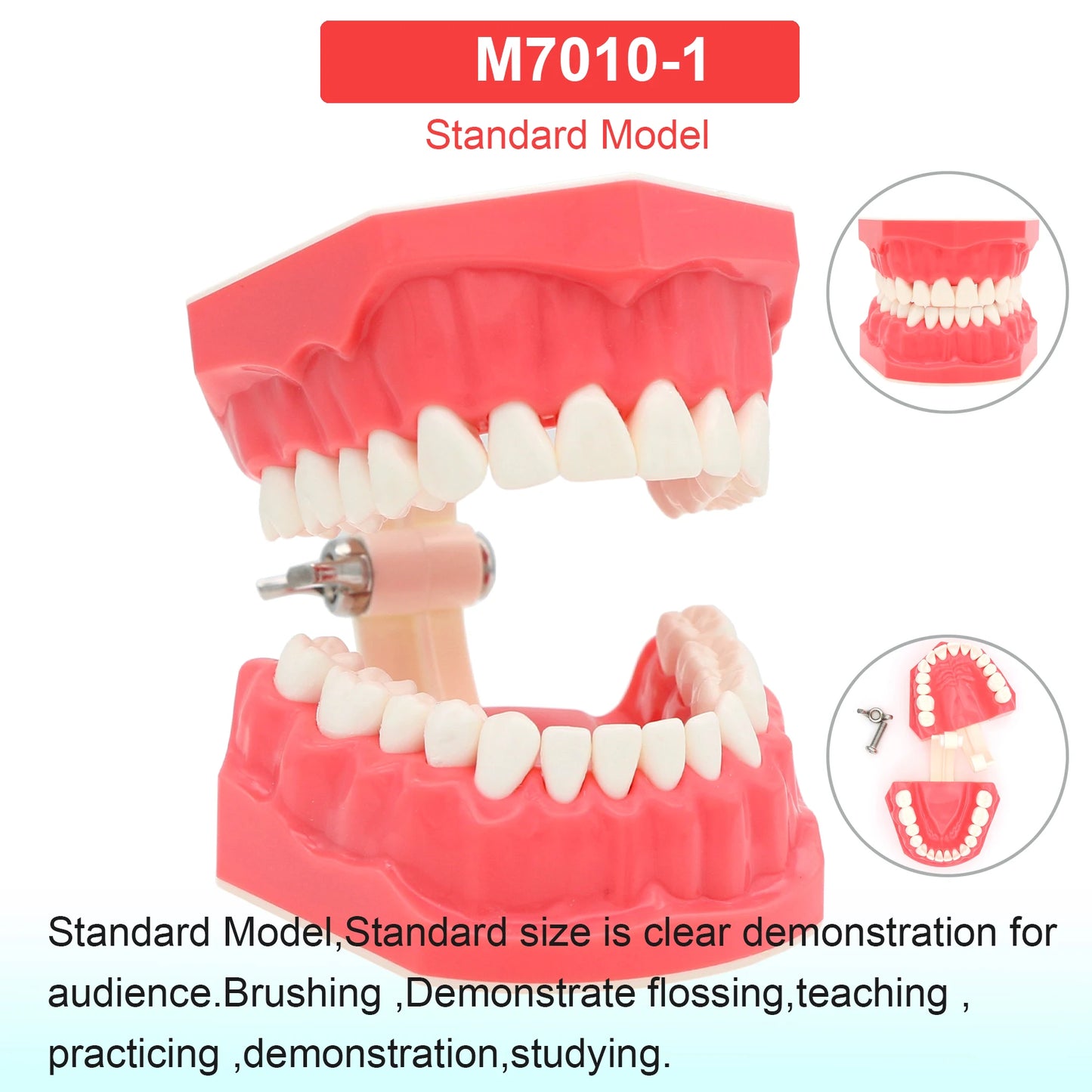 Dental Teeth Model Dental Teaching Models Implant Model Removable Dentistry Model Teeth For Training Studying Patient Education