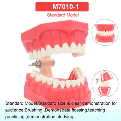 Dental Teeth Model Dental Teaching Models Implant Model Removable Dentistry Model Teeth For Training Studying Patient Education