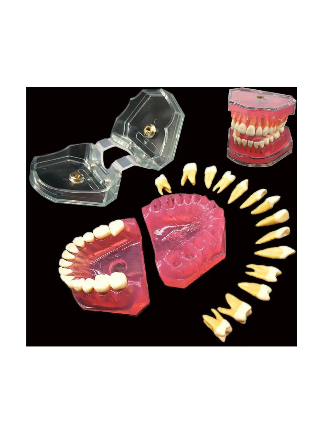 Dental Standard Typodont  Model Soft Gum  With 28 Removable Teeth Adult for Study Demo Teaching