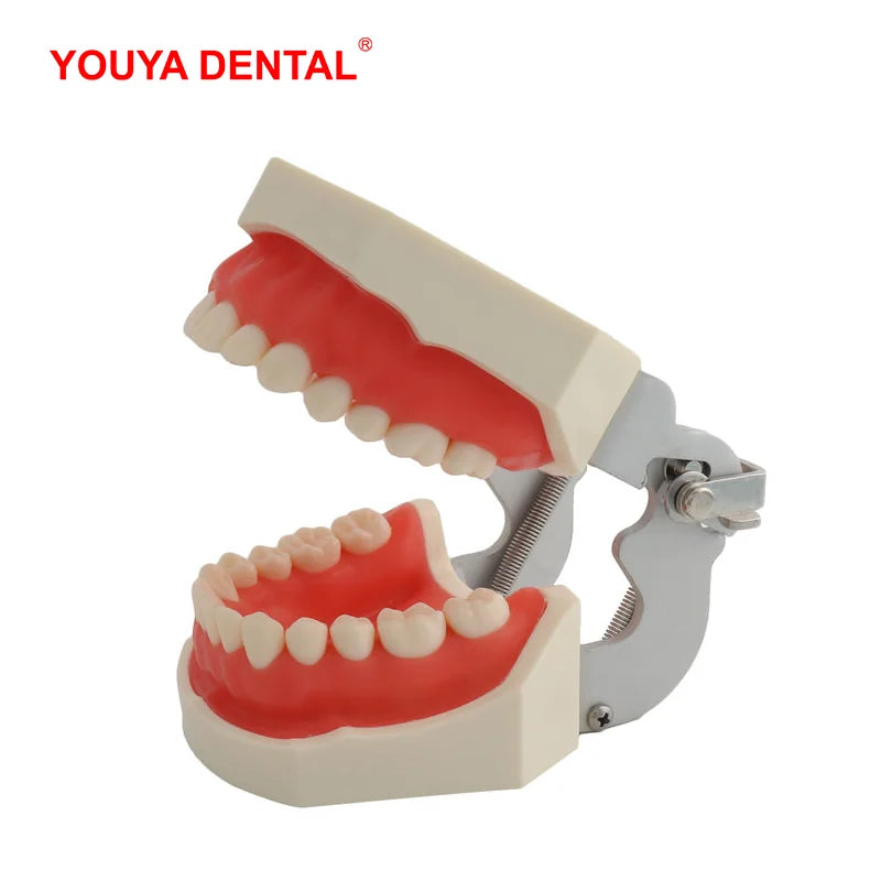 28/32 Teeth Model For Dental Technician Practice Training Jaw Typodont  Standard Dental Model Teeth Teaching Model With Soft Gum