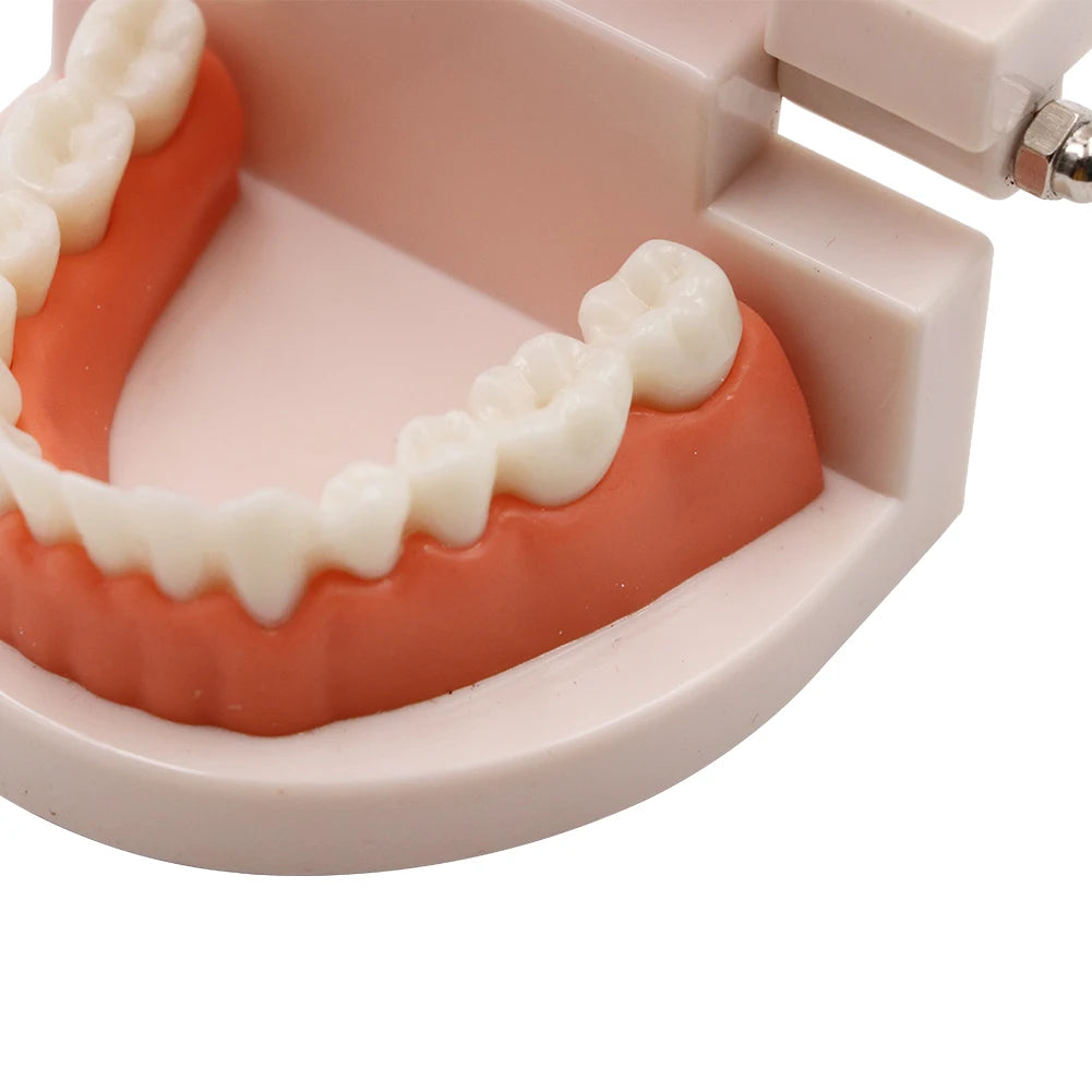 1pc Dental Teeth Model Standard Teeth Teaching Adult Tooth Model Study Training Tool Dentistry Lab Teeth Learn Material