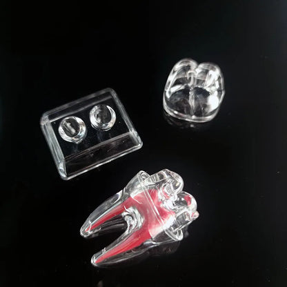 Dental Anatomical Model Transparent Luminous Detachable Single Tooth Decomposition Dentistry Clinic Ornaments 4xTeeth 70mm