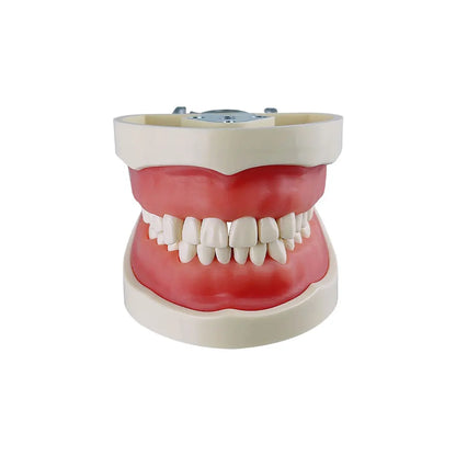 28/32 Teeth Model For Dental Technician Practice Training Jaw Typodont  Standard Dental Model Teeth Teaching Model With Soft Gum