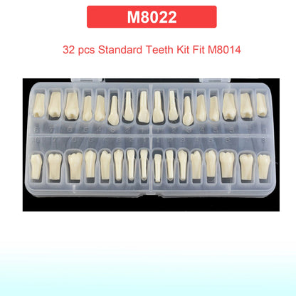 Dental Teeth Model Dental Teaching Models Implant Model Removable Dentistry Model Teeth For Training Studying Patient Education