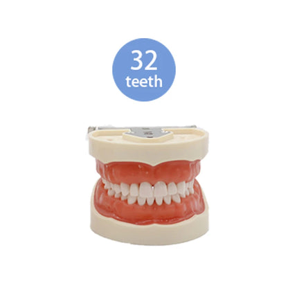 28/32 Teeth Model Dental Teaching Model Soft Gum Typodont Teeth Model Dentist Technician Practice Training Demonstration Model