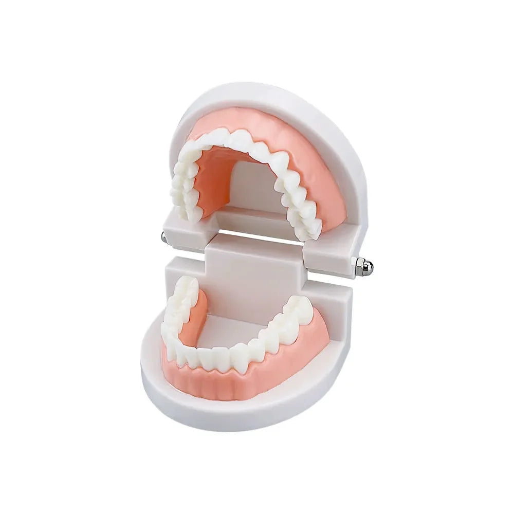 Dental Teeth Models Teaching Study Demonstration Tool Standard Model Students Furnishings Medical Teaching Aids Kids Doctor Toy