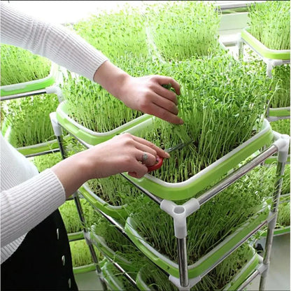 Microgreens Sprouter Tray Hydroponic / Sprouting Tray For Sprouts Vegetable Horticultural Garden DIY Nursery Potted