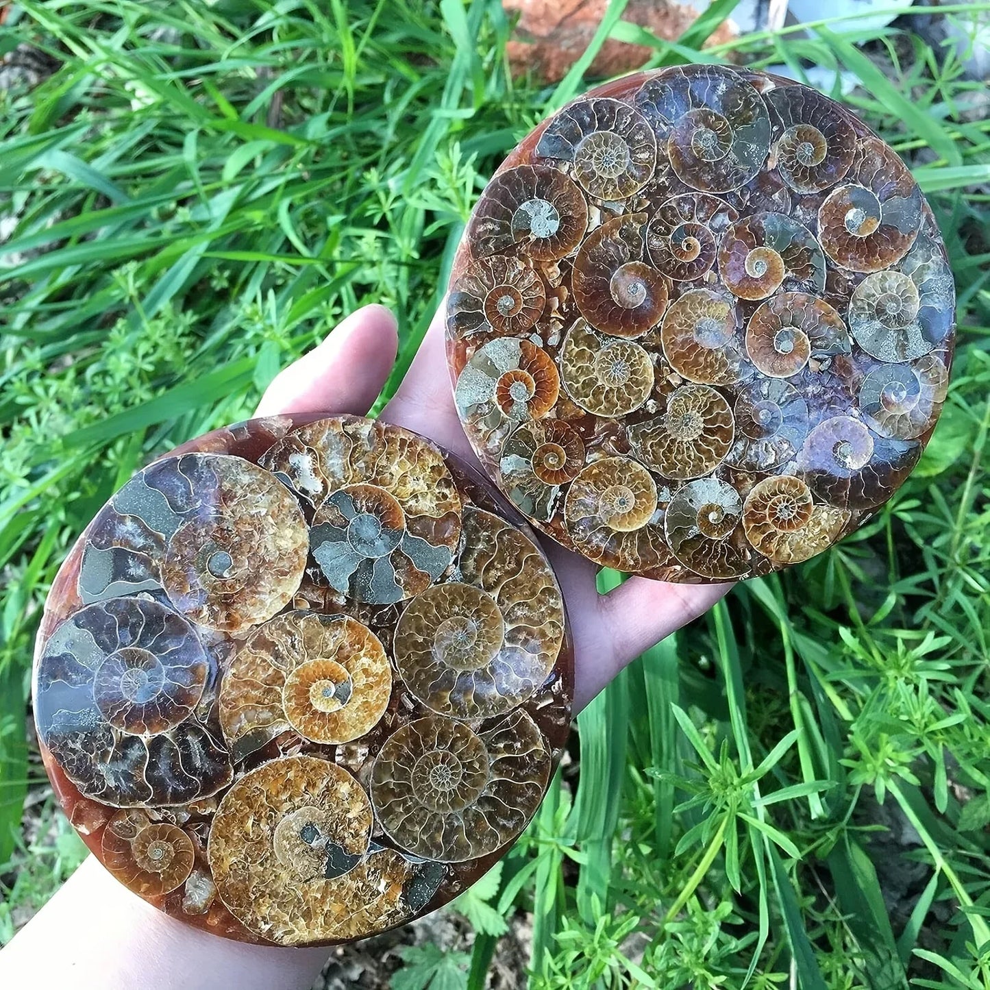 Ammonite discs, perfect home décor and aura healing, crystal crafts meditation photo props, home décor stones, holiday gifts
