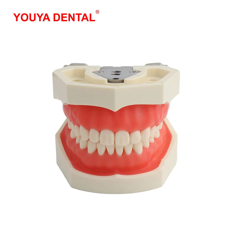28/32 Teeth Model For Dental Technician Practice Training Jaw Typodont  Standard Dental Model Teeth Teaching Model With Soft Gum