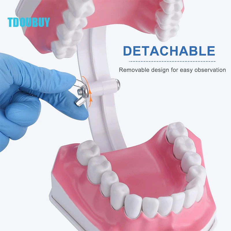 Teeth Model for Kids - 2 Times Teeth Model Large Teeth Model with Toothbrush Oversized Dental Model for Teeth Brushing