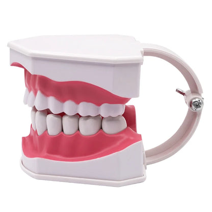 Giant Teeth Model with Toothbrush and Removable Teeth Standard Human Teeth Didactic Teaching Demonstration Education