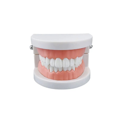 Dental Teeth Models Teaching Study Demonstration Tool Standard Model Students Furnishings Medical Teaching Aids Kids Doctor Toy