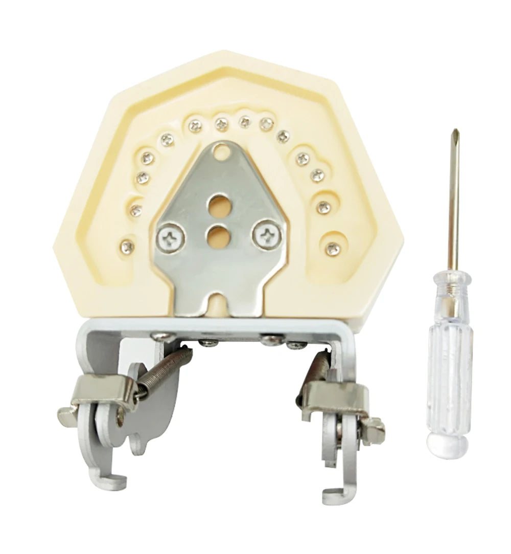 28/32 Dental Teeth Model For Dental Technician Practice Training Studyting Dentistry Typodont Models With Removable Tooth