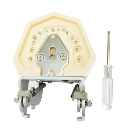 28/32 Dental Teeth Model For Dental Technician Practice Training Studyting Dentistry Typodont Models With Removable Tooth