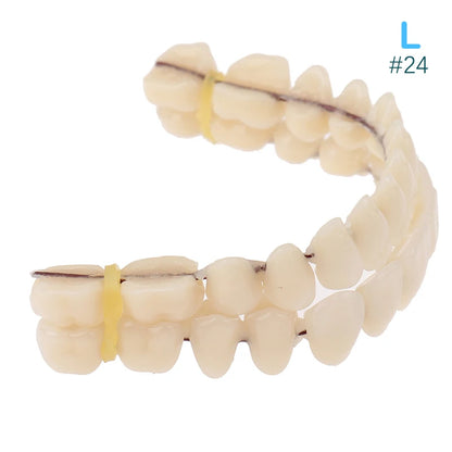 3size Universal Resin False Teeth Resin Model Durable Dentures Dental Material Teeth Teaching Model Dedicated Teeth