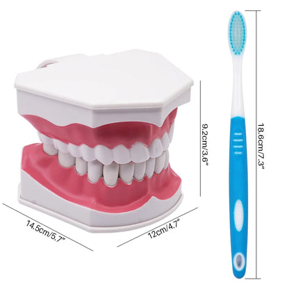 Giant Teeth Model with Toothbrush and Removable Teeth Standard Human Teeth Didactic Teaching Demonstration Education