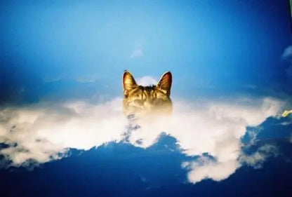 New HOLGA 135BC 135 Film Camera Foolproof Camera Retro Camera Leak Light Dark Angle Creative Camera Beginner's Film Camera