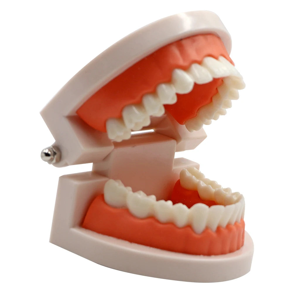 1pc Dental Teeth Model Standard Teeth Teaching Adult Tooth Model Study Training Tool Dentistry Lab Teeth Learn Material