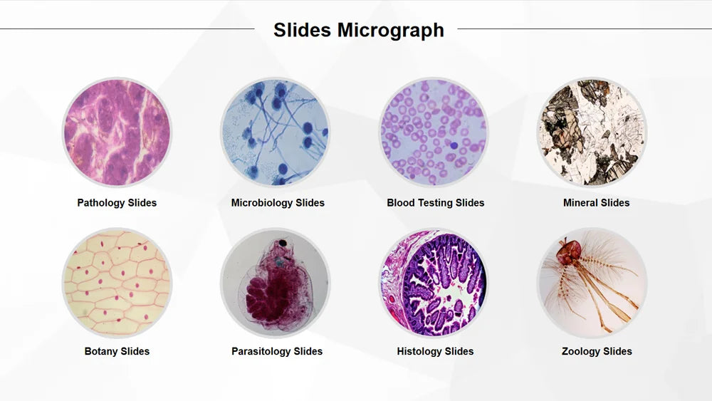 50 Pieces Set School Supplies Microscope Mixed Histology Prepared Slides for Educational Student