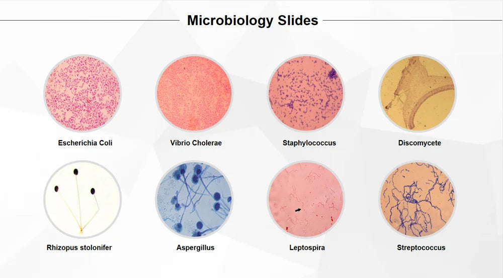 50 Pieces Set School Supplies Microscope Mixed Histology Prepared Slides for Educational Student