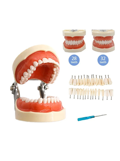 28/32 Teeth Model Dental Teaching Model Soft Gum Typodont Teeth Model Dentist Technician Practice Training Demonstration Model