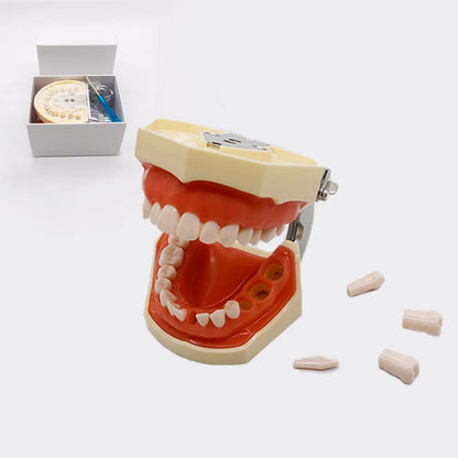 28/32 Teeth Model Dental Teaching Model Soft Gum Typodont Teeth Model Dentist Technician Practice Training Demonstration Model