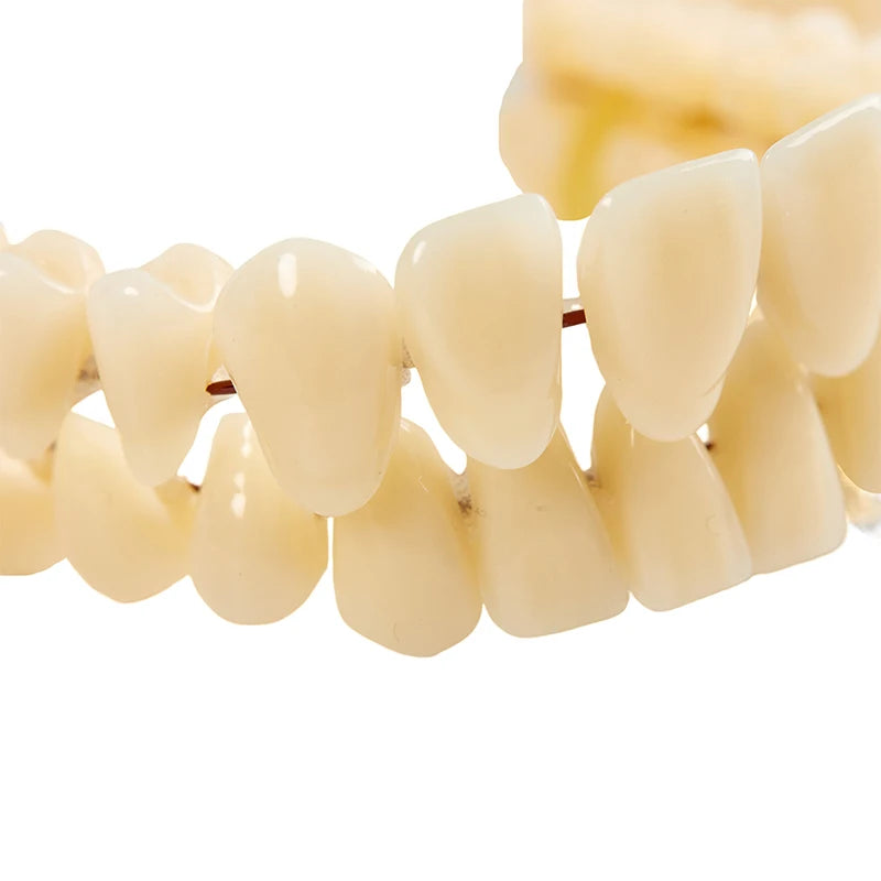 3size Universal Resin False Teeth Resin Model Durable Dentures Dental Material Teeth Teaching Model Dedicated Teeth