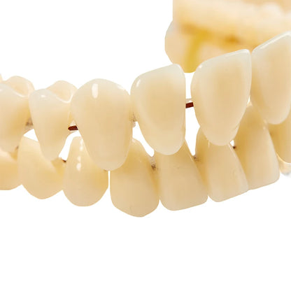 3size Universal Resin False Teeth Resin Model Durable Dentures Dental Material Teeth Teaching Model Dedicated Teeth