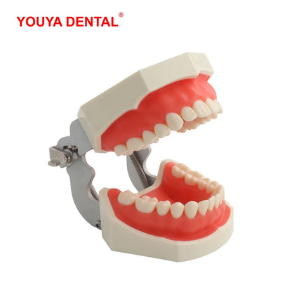 28/32 Teeth Model For Dental Technician Practice Training Jaw Typodont  Standard Dental Model Teeth Teaching Model With Soft Gum