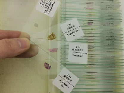 50 Pieces Set School Supplies Microscope Mixed Histology Prepared Slides for Educational Student