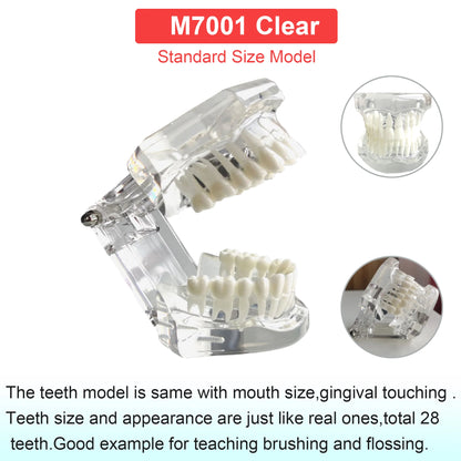 Dental Teeth Model Dental Teaching Models Implant Model Removable Dentistry Model Teeth For Training Studying Patient Education
