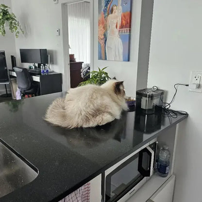 Cat Water Fountain 1.5L Transparent Black Automatic USB Electric Mute Pet Drinking Dispenser Recirculate Filtering For Cats