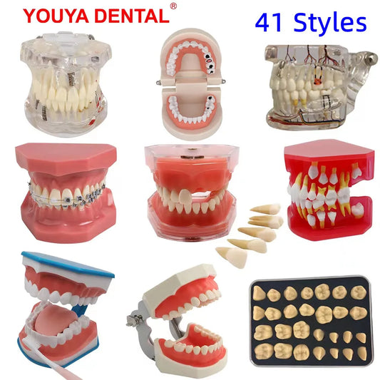 41 Styles Dental Model Teeth Teaching Model Dentist Typodont Orthodontic Jaw Model For Studying   Dentistry Products Accessories