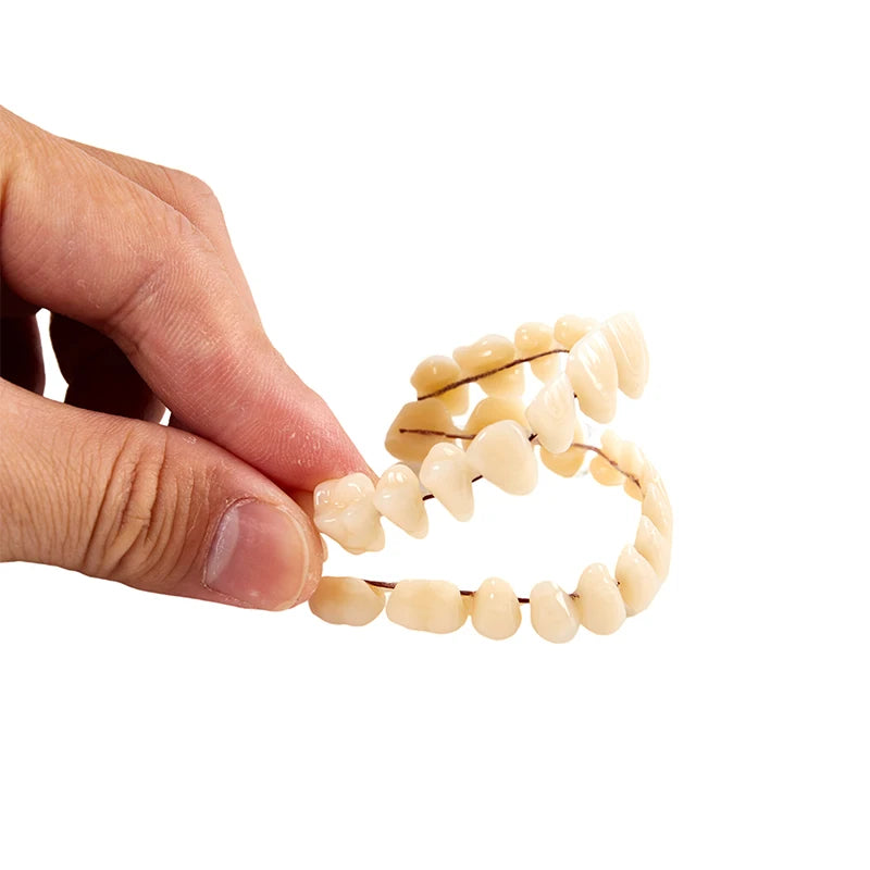 3size Universal Resin False Teeth Resin Model Durable Dentures Dental Material Teeth Teaching Model Dedicated Teeth
