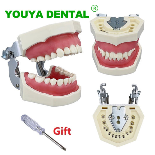 Dental Teaching Model Teeth Typodont With 28pcs Removable Teeth Dentistry Dentist Education Training Practice Demonstration Tool