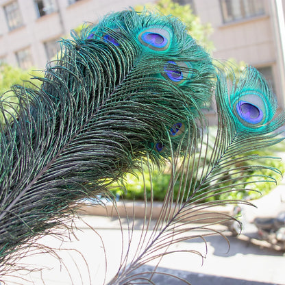 Natural Peacock Feathers 25-70cm for Crafts, Wedding Decorations, Home Décor, Fashion Accessories, and Party Decorations