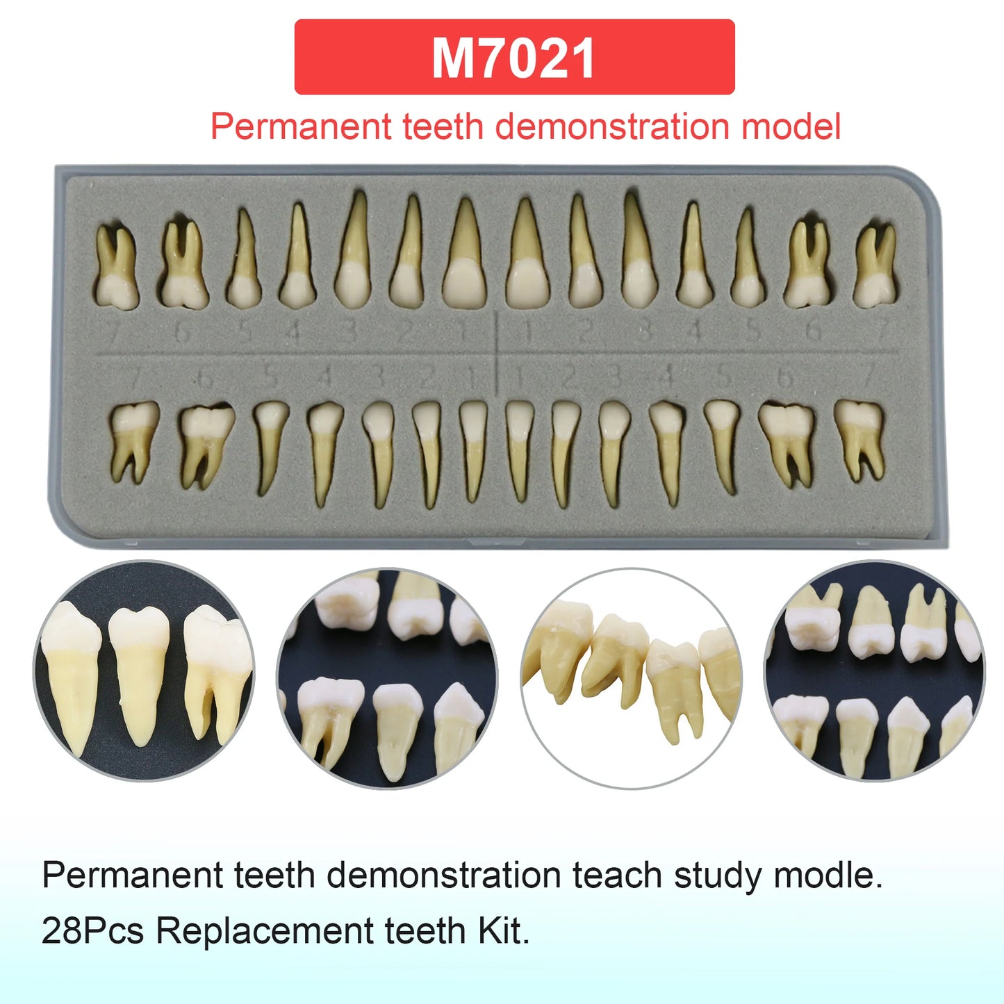 Dental Teeth Model Dental Teaching Models Implant Model Removable Dentistry Model Teeth For Training Studying Patient Education