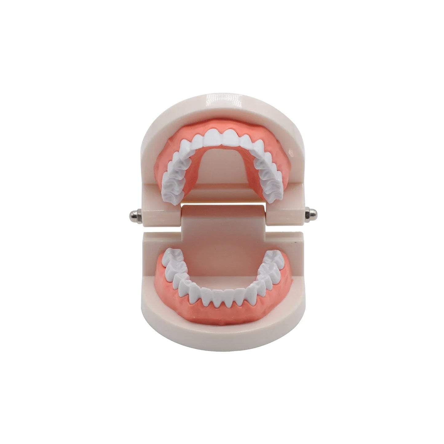 1set 28 Teeth Dental Lab Model with Soft Gums Adult Standard Denture Demonstration Teaching Tool for Dentist Patient Education