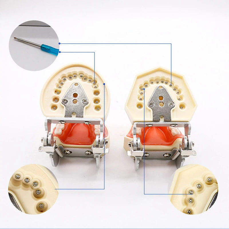 28/32 Teeth Model Dental Teaching Model Soft Gum Typodont Teeth Model Dentist Technician Practice Training Demonstration Model