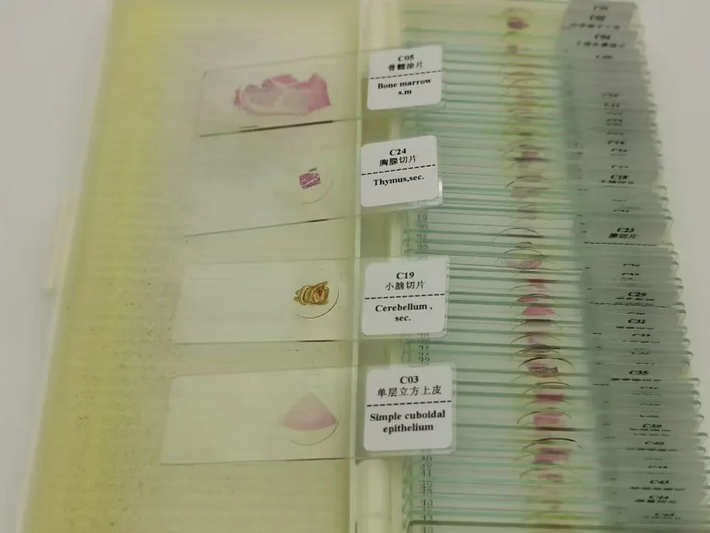 50 Pieces Set School Supplies Microscope Mixed Histology Prepared Slides for Educational Student