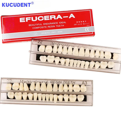 28teeth Resin Denture Teeth Dental Synthetic Resin Teeth Teeth Teaching Model Permanent Teeth Model Dental Material