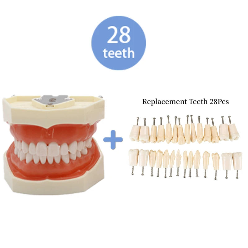 28/32 Teeth Model Dental Teaching Model Soft Gum Typodont Teeth Model Dentist Technician Practice Training Demonstration Model