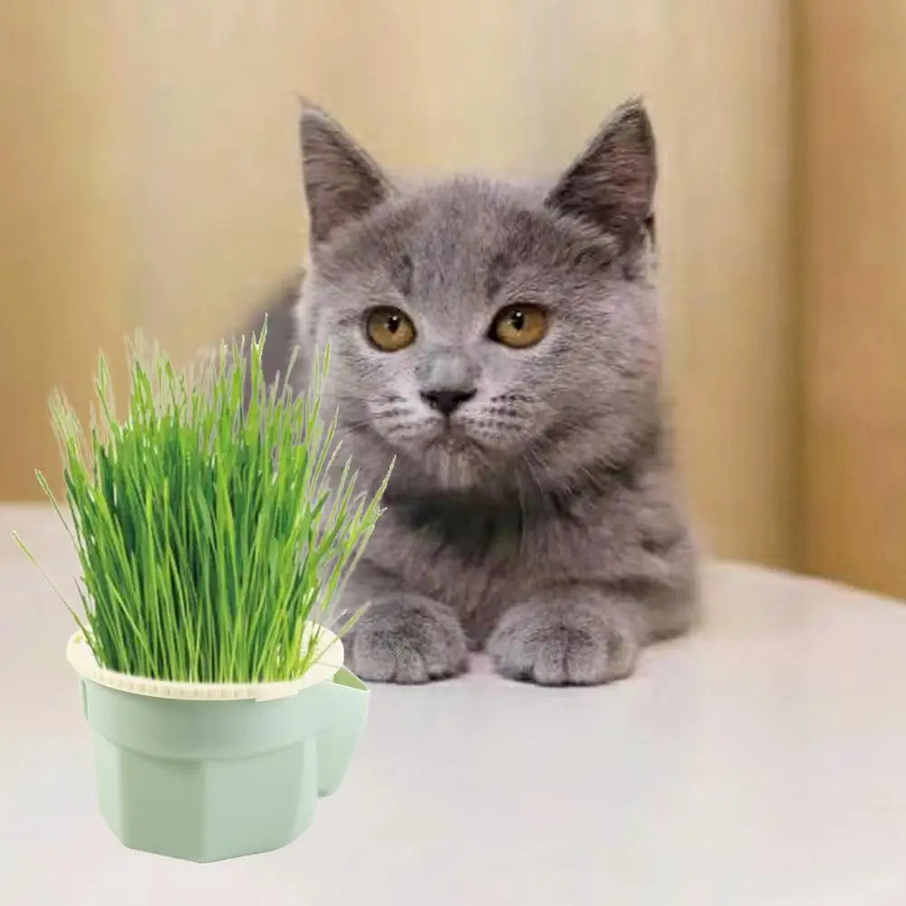 Hydroponic Cat Grass Box Planter Reusable Easy To Grow Microgreens Growing Kit Hierarchical Design Cat Grass Growing Pot